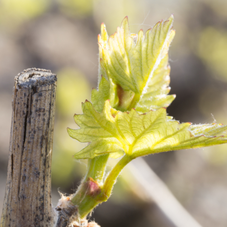 dl-cepsetraisins1904180007-450x450